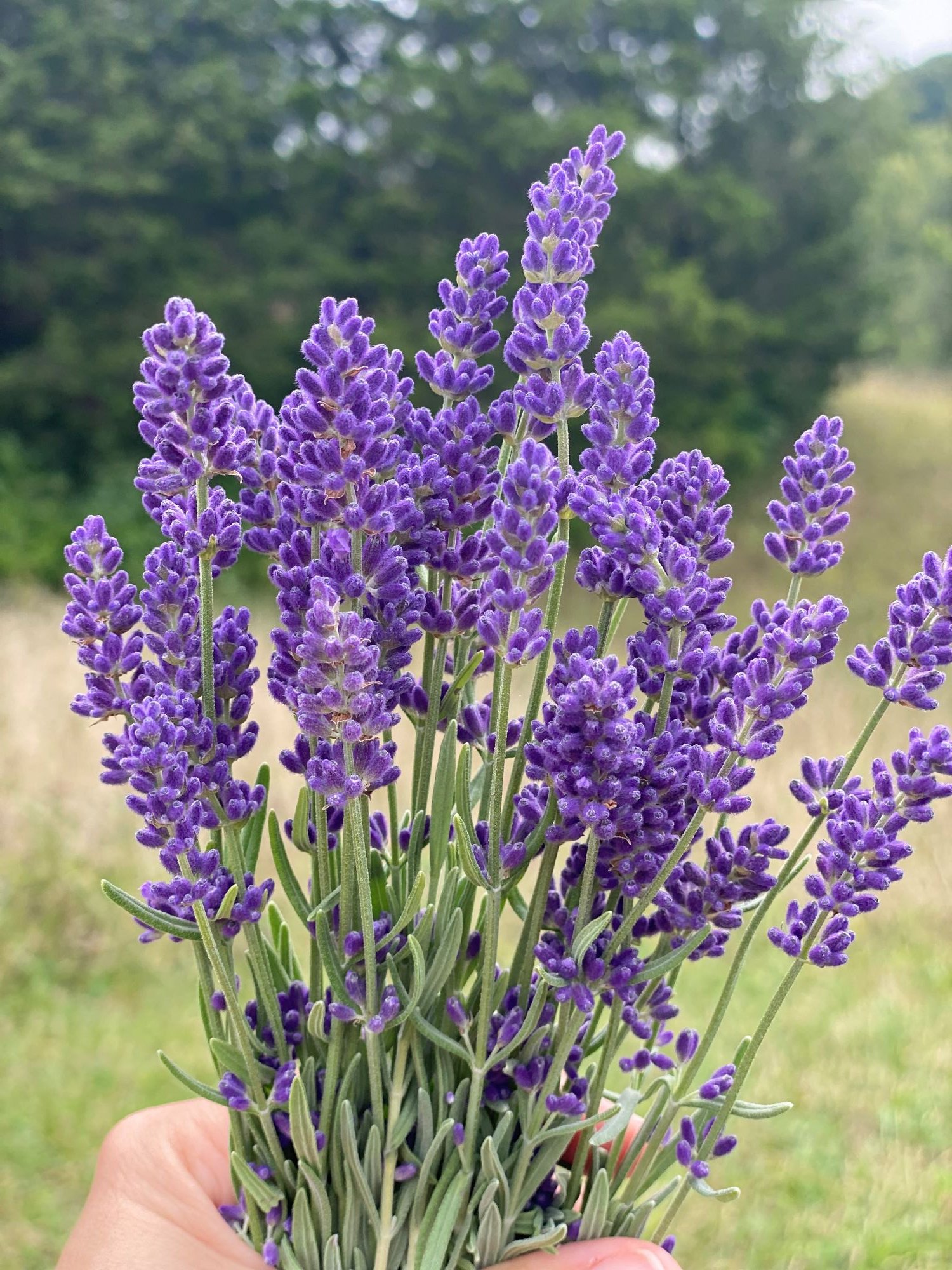 You Pick Lavender Events — Cedar Ridge Trails